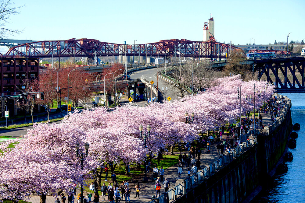 Downtown Portland's waterfront, lined with cherry trees in bloom