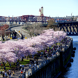 Living in Portland: Image of the Portland waterfront area with pink blooming cherry trees